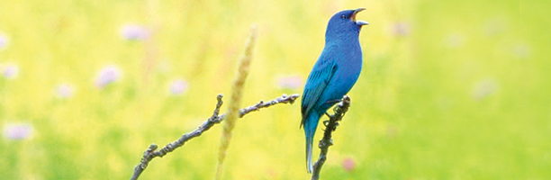 bluebird 